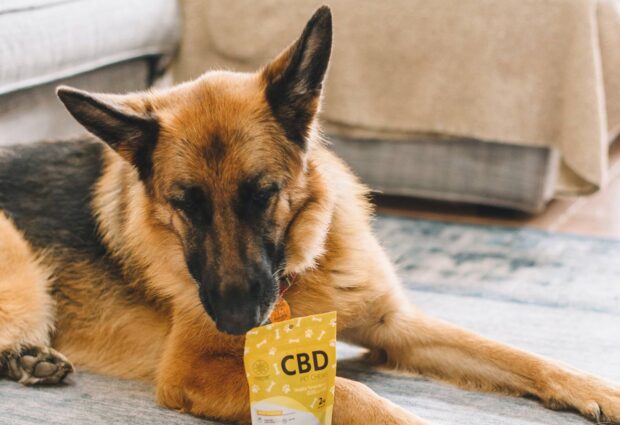 CBD Products For Calming Dogs Anxiety