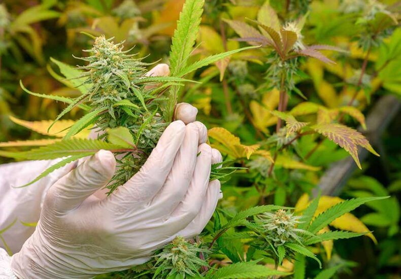 Holding A Marijuana plant