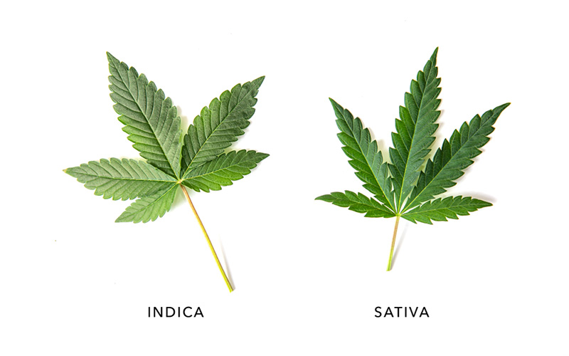Indica and Sativa Leaf
