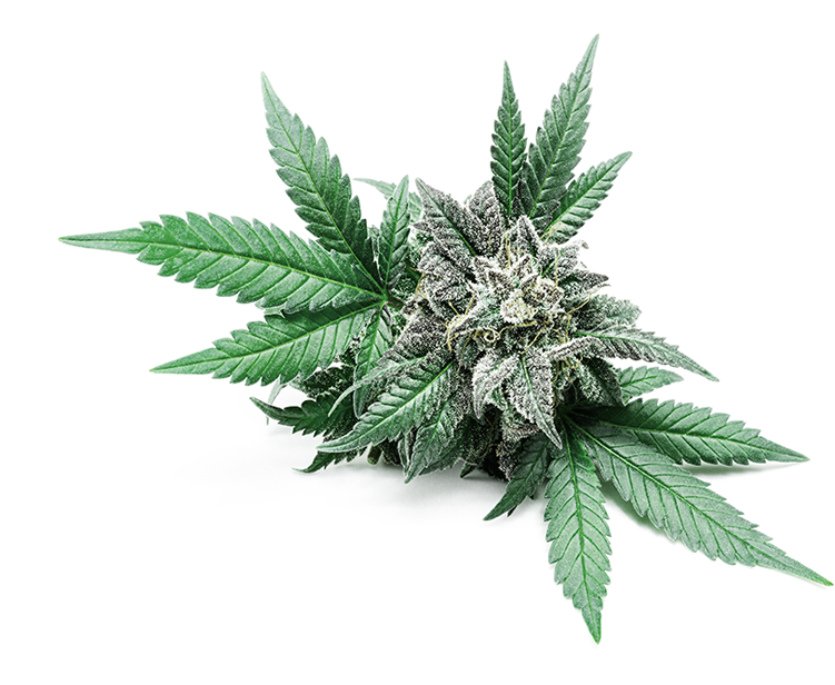 Marijuana Dry Flower