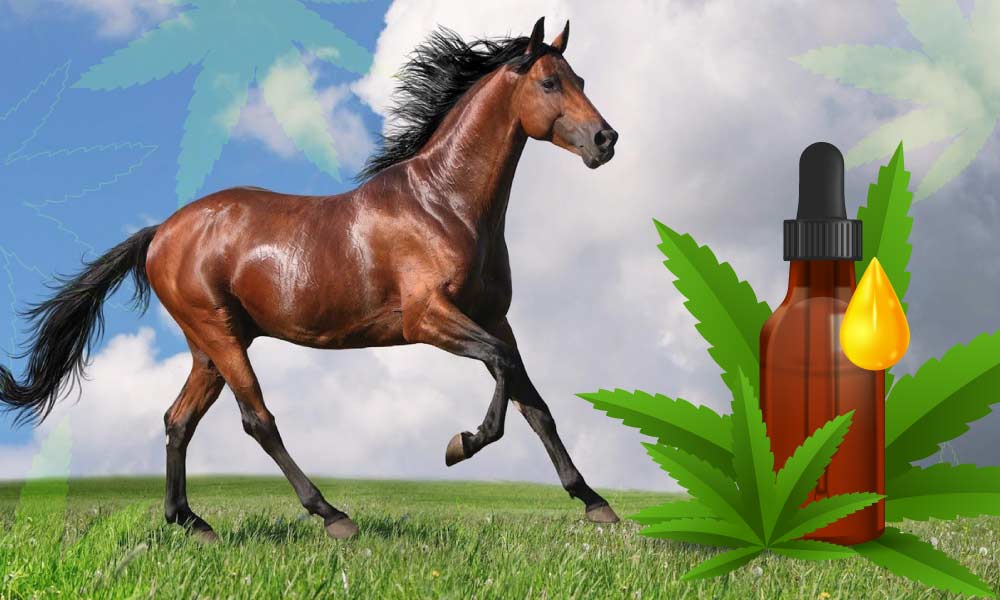 Cannabis leaf and bottle and a horse is running