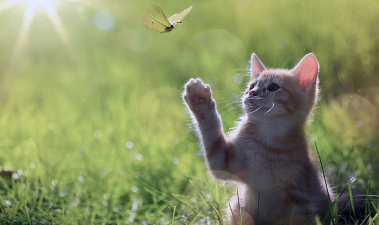 A Cat Playing with Butterfly