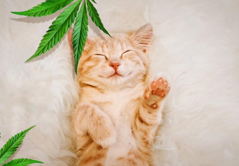 A cat and CBD Leaves