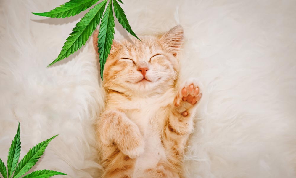 A cat and CBD Leaves