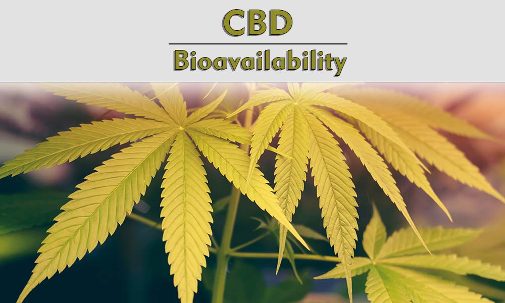 CBD Bioavailability and Cannabis plant