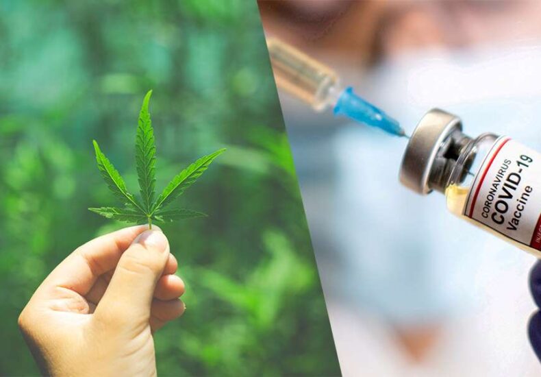 Cannabis leaf on hand and COVID-10 Vaccine