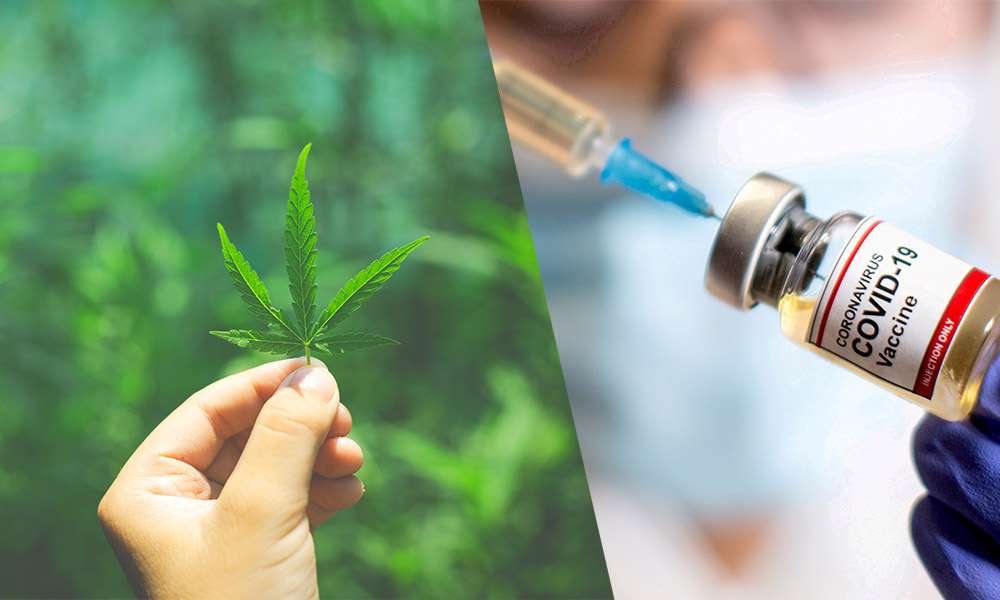 Cannabis leaf on hand and COVID-10 Vaccine