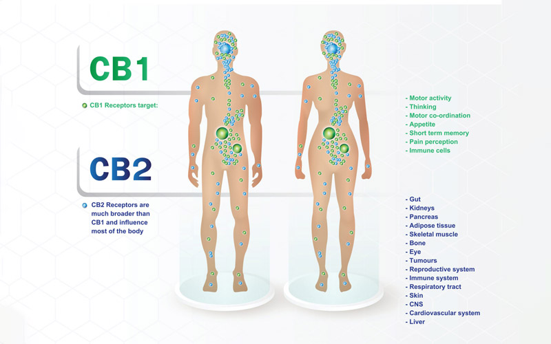 CB1 and CB2 and the Endocannabinoid System