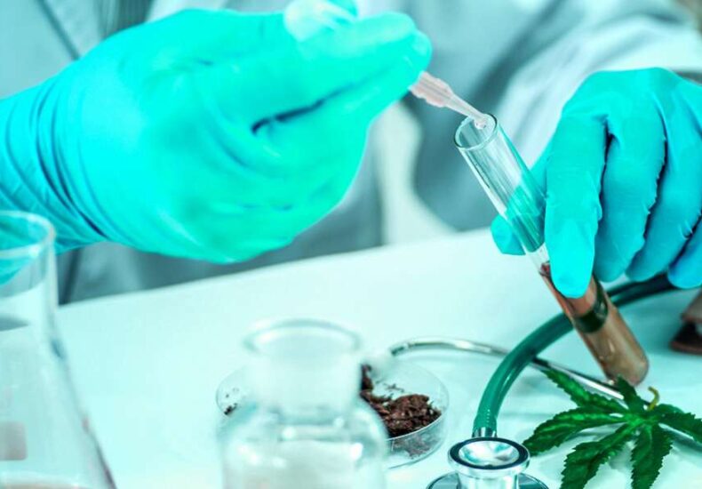 A scientist is testing cannabis leaf