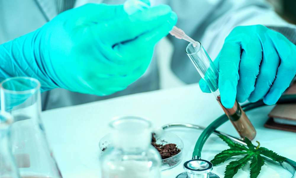 A scientist is testing cannabis leaf