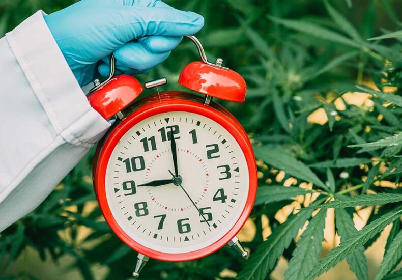 A man holding a clock on the Cannabis Plant