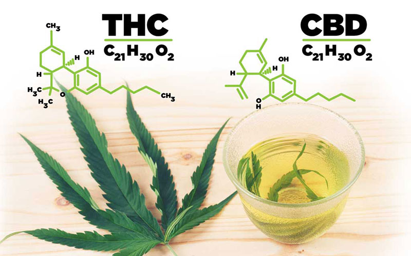 THC and CBD formula and cannabis leaf and a bowl of CBD oil